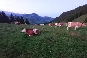 weiss braun gefleckte Kühe auf der Weide