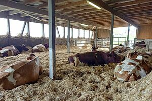 braun weisse fleckige Kuehe liegen im Stroh im Stall