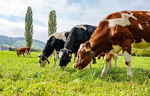 weiss braun und weiss schwarz gefleckte Kühe am grasen auf der Wiese.