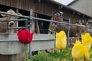 Im Hintergrund Brown Vieh Kühe, im Vordergrund rote und gelbe Tulpen