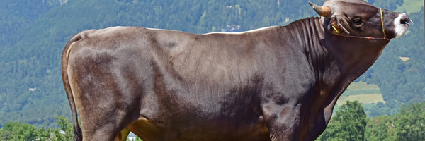 Brown Swiss Stier