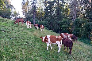 weiss braun gefleckte Kälber auf der grünen Weide