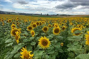 blühende gelbe Sonnenblumen auf dem Feld