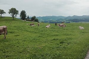 Brown Vieh Kuehe auf der grüne Weide