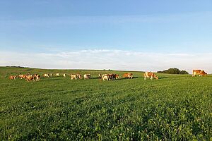 im Vordergrund grüne Wiese, im Hintergrund die weiss braun gefleckte Kuhherde