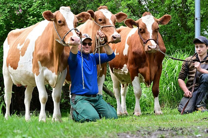 drei braun weiss gefleckte Kühe werden von zwei Männer für das Foto gehalten