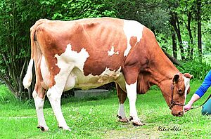 braun weiss gefleckte Kuh auf grüner Wiese