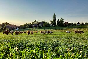 im Vordergrund grüne Wiese, im Hintergrund die weiss braun gefleckte Kuhherde