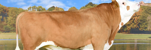 Stier Bernhard.